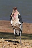 Marabou Stork (Leptoptilos crumeniferus). Ethiopia