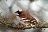 White-browed Sparrow-weaver (Plocepasser mahali) on a branch