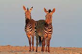 Mountain zebras (Equus zebra)