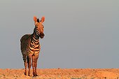 Mountain zebra (Equus zebra)