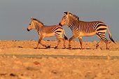 Mountain zebras (Equus zebra) walking