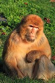 Barbary macaque (Macaca sylvanus) sitting on grass