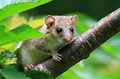 Fat dormouse (Glis glis) young. France