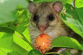 Fat dormouse (Glis glis) young and cherry. France