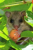 Fat dormouse (Glis glis) young and cherry. France
