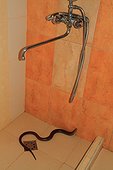 Sheltopusik (Pseudopus apodus), in a bathroom. Armenia