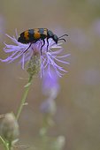 Clairon des abeilles (Trichodes apiarius) sur Centaurée, Cévennes, France