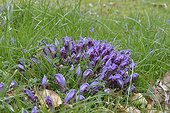 Purple Toothwort (Lathraea clandestina) in wetland , Pyrenees, France