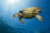Hawksbill Sea Turtle, Eretmochelys imbricata, Komodo National Park, Indonesia