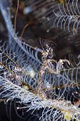 Skeleton Shrimp, Caprella sp., Bali, Indonesia