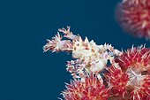 Soft Coral Spider Crab, Hoplophrys oatesii, Ambon, Moluccas, Indonesia