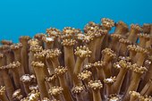 Close up of Flower Pot Coral Polyps, Goniopora sp., Ambon, Moluccas, Indonesia