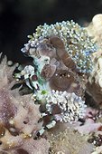 Spider Crab covered with Anemones, Cyclocoeloma tuberculata, Ambon, Moluccas, Indonesia