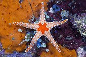 Red Mesh Starfish, Fromia monilis, Ambon, Moluccas, Indonesia