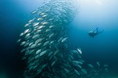 Diver and Shoal of Bigeye Trevally, Caranx sexfasciatus, Ambon, Moluccas, Indonesia