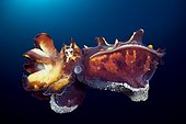 Flamboyant Cuttlefish, Metasepia pfefferi, Ambon, Moluccas, Indonesia