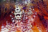 Pair of Coleman Shrimp on Fire Sea Urchin, Periclimenes colemani, Ambon, Moluccas, Indonesia
