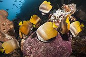 Butterflyfishes feeding on Fish Spawn, Chaetodon kleinii, Ambon, Moluccas, Indonesia