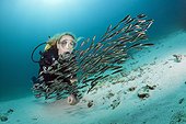 Diver and Striped Eel Catfish, Plotosus lineatus, Ambon, Moluccas, Indonesia