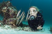Diver and Shoal of Razorfish, Aeoliscus strigatus, Ambon, Moluccas, Indonesia