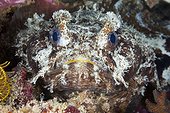 Banded Toadfish, Halophryne diemensis, Dampier Strait, Birds Head Peninsula, Raja Ampat, West Papua, Indonesia