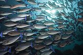 Shoal of Blue-tailed Unicornfish (Naso caeruleocauda), Dampier Strait, Birds Head Peninsula, Raja Ampat, West Papua, Indonesia