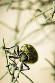 Jewel beetle (Julodis aequinoctialis) - Amtoudi - Morocco
