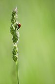 Sevenspotted lady beetle (Coccinella septempunctata) eating an aphid on a grass - Burgundy - France