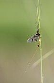 Mayfly (Ephemera vulgata) - Bourgogne - France