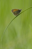 Small Heath (Coenonympha pamphilus) on grass - Bourgogne - France