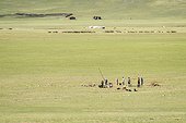 Fouilles archéologiques, Vallée du Haut-Tamir - Site de Tsatsyn Ereg - Mongolie