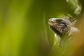Portrait of Green Iguana (Iguana iguana) in the foliage - Montserrat island
