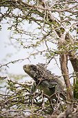 Green Iguana (Iguana iguana) in a tree - Montserrat island