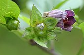 Belladonna ( Atropa belladonna) flower and fruit before maturity, toxic to humans , medieval garden, Ferrette , Alsace, France