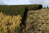 Clearcutting and plantations of European larch (Larix decidua) and Norway spruce (Picea abies), Champ du Feu, High Vosges, Alsace, France