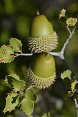 Acorns and leaves of Kermes oak ( Quercus coccifera ) , Canaille Cape , La Ciotat , Provence, France