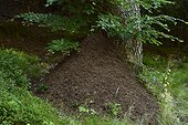 Anthill of red ant ( Formica rufa ) at the foot of a forest tree, Massif du Ballon d' Alsace , Vosges, France