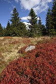 Bog spruce and blueberry in autumn, Tanet-Gazon du Faing Nature Reserve, High Vosges, France