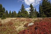 Bog spruce and blueberry in autumn, Tanet-Gazon du Faing Nature Reserve, High Vosges, France