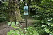 Panel and Silver Fir (Abies pectinata ) Fir President of the Levier forest , Haut- Doubs , Franche -Comté , France