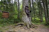 Fir "President Faure" in Fourgs forest, old tree 450 years whose trunk is carved face of Edgar Faure and his pipe, Silver fir (Abies pectinata), Haut- Doubs, Franche-Comté, France