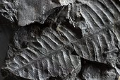 Fern footprint ( Pecopteris sp) on coal shale mining museum , Ronchamp , Franche -Comte, France