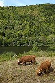 Highland cattle , maintenance of open landscapes of the valley of the Doller , Sewen Lake , Massif du Ballon d'Alsace , Vosges, France