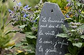 Borage ( Borago officinalis) and quote on slate, Herbarium : medieval garden , Saint-Valery-sur-Somme , Picardy, France
