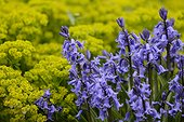 Bluebell ( Hyacinthoides non-scripta ) and spurge ( Euphorbia sp ) Herbarium : medieval garden , Saint-Valery-sur-Somme , Picardy, France