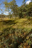 Forest Longegoutte , Bog of Charmes , Thiefosse , Regional Natural Park of Ballons des Vosges, France