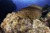 Comb grouper, Mycteroperca fusca, Santa Maria Island, Azores, Portugal, Atlantic Ocean