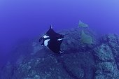 Giant Manta Ray, Manta birostris and two Chilean devil ray, Mobula tarapacana, Formigas Islet dive site, 27 miles northeast of Santa Maria Island, Azores, Atlantic Ocean