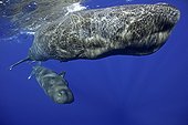 Mother and calf sperm whale, Physeter macrocephalus, Vulnerable (IUCN), Dominica, Caribbean Sea, Atlantic Ocean. Photo taken under permit n°RP 13/365 W-03.