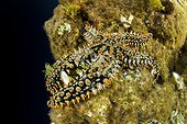 Blue Spiny Starfish, Coscinasterias tenuispina, Santa Maria Island, Azores, Portugal, Atlantic Ocean